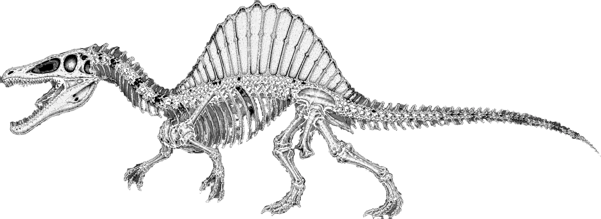 Spinosaurus aegyptiacus skeleton, lateral reconstruction