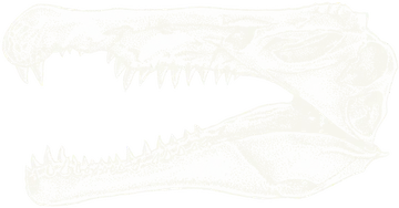 Spinosaurus skull
